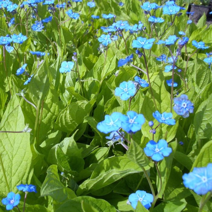 Gedenkemein\u0020\u0028Omphalodes\u0020verna\u0029