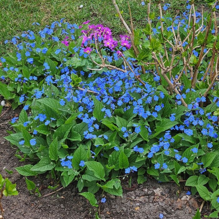 Gedenkemein\u0020\u0028Omphalodes\u0020verna\u0029