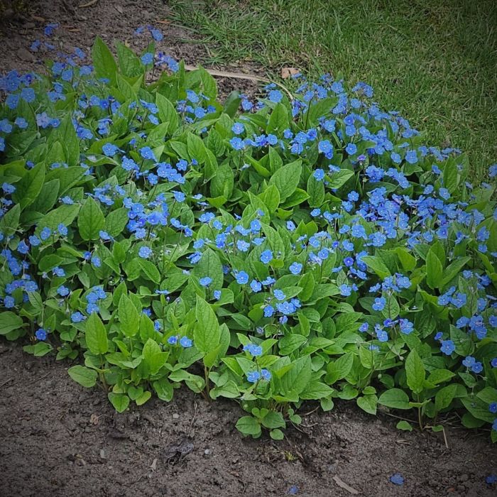 Gedenkemein\u0020\u0028Omphalodes\u0020verna\u0029