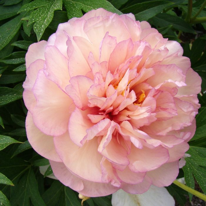 Pfingstrose\u0020\u0028Paeonia\u0029\u0020Scrumdiddleyumptious\u0020