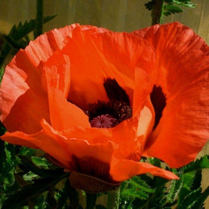 T\u00FCrkischer\u0020Mohn\u0020\u0028Papaver\u0020orientale\u0029\u0020Brilliant