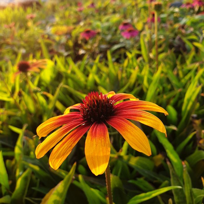 Sonnenhut\u0020\u0028Echinacea\u0029\u0020Parrot