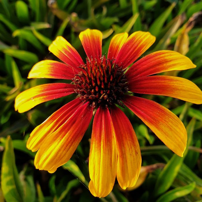 Sonnenhut\u0020\u0028Echinacea\u0029\u0020Parrot