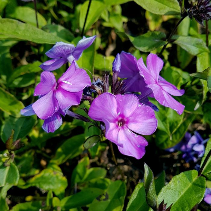 Flammenblume\u0020\u0028Phlox\u0020paniculata\u0029\u0020Blue\u0020Paradise