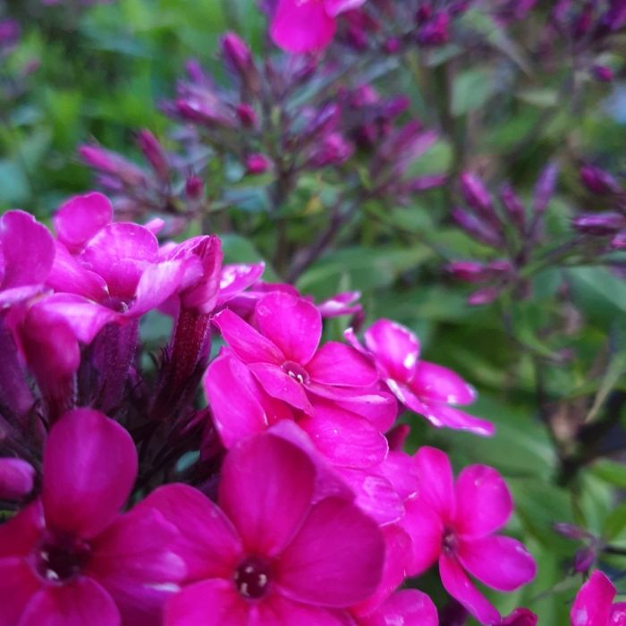 Flammenblume\u0020\u0028Phlox\u0020paniculata\u0029\u0020EARLY\u0020Cerise