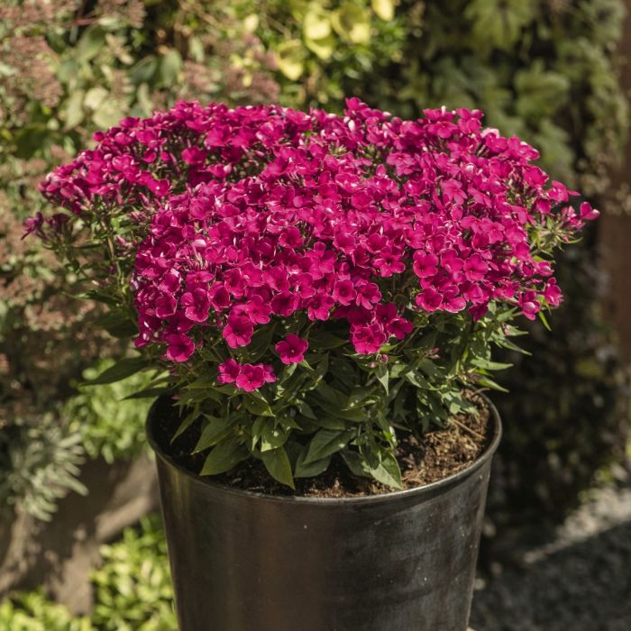 Flammenblume\u0020\u0028Phlox\u0020paniculata\u0029\u0020EARLY\u0020Cerise