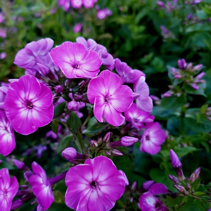 Flammenblume\u0020\u0028Phlox\u0020paniculata\u0029\u0020EARLY\u0020Purple\u0020Eye