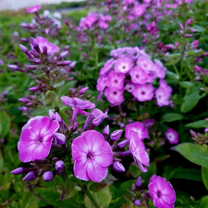 Flammenblume\u0020\u0028Phlox\u0020paniculata\u0029\u0020EARLY\u0020Purple\u0020Eye