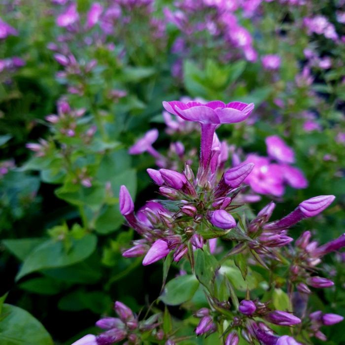 Flammenblume\u0020\u0028Phlox\u0020paniculata\u0029\u0020EARLY\u0020Purple\u0020Eye