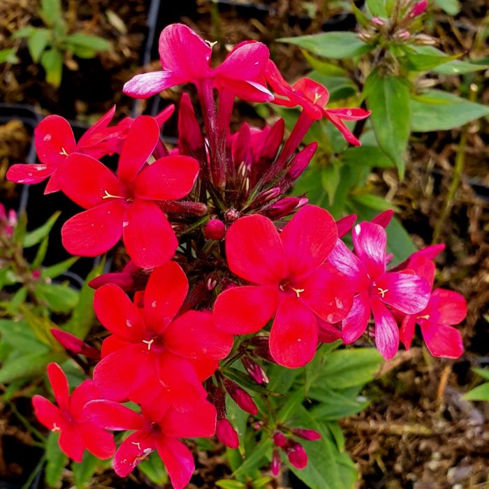 Flammenblume\u0020\u0028Phlox\u0020paniculata\u0029\u0020EARLY\u0020Red