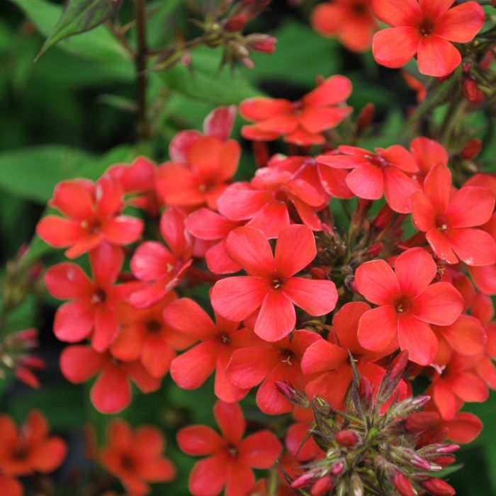 Flammenblume\u0020\u0028Phlox\u0020paniculata\u0029\u0020EARLY\u0020Red