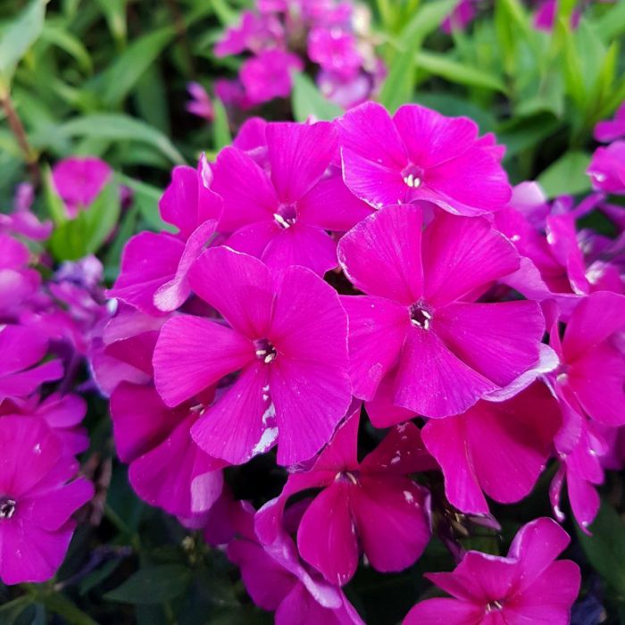 Flammenblume\u0020\u0028Phlox\u0020paniculata\u0029\u0020Kirchenf\u00FCrst