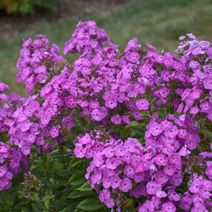 Hohe\u0020Flammenblume\u0020\u0028Phlox\u0020paniculata\u0029\u0020GARDEN\u0020GIRLS\u0020Cover\u0020Girl