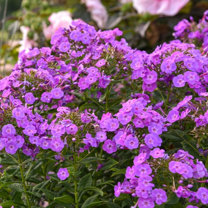 Hohe\u0020Flammenblume\u0020\u0028Phlox\u0020paniculata\u0029\u0020GARDEN\u0020GIRLS\u0020Cover\u0020Girl