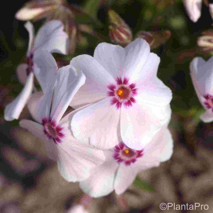 Polsterphlox\u0020\u0028Phlox\u0020subulata\u0020\u0029\u0020Amazing\u0020Grace