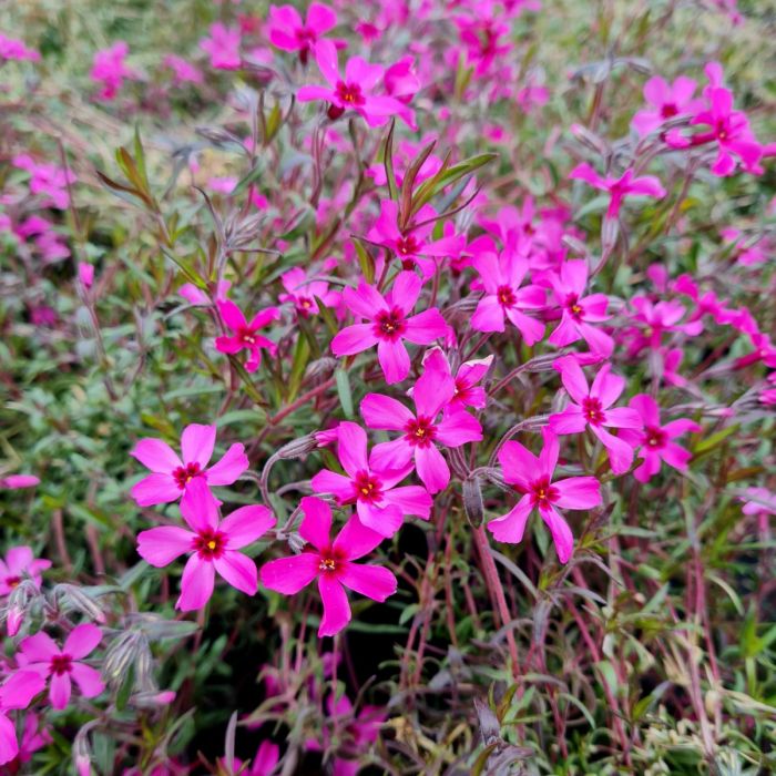 Polsterphlox\u0020\u0028Phlox\u0020subulata\u0029\u0020Atropurpurea