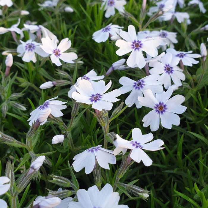 Polsterphlox\u0020\u0028Phlox\u0020subulata\u0029\u0020Bavaria