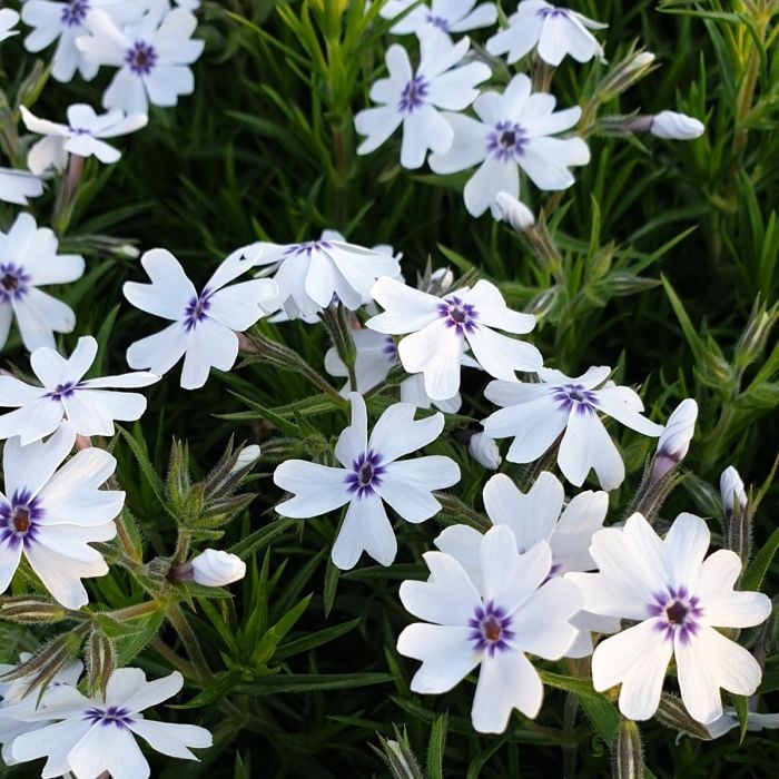 Polsterphlox\u0020\u0028Phlox\u0020subulata\u0029\u0020Bavaria