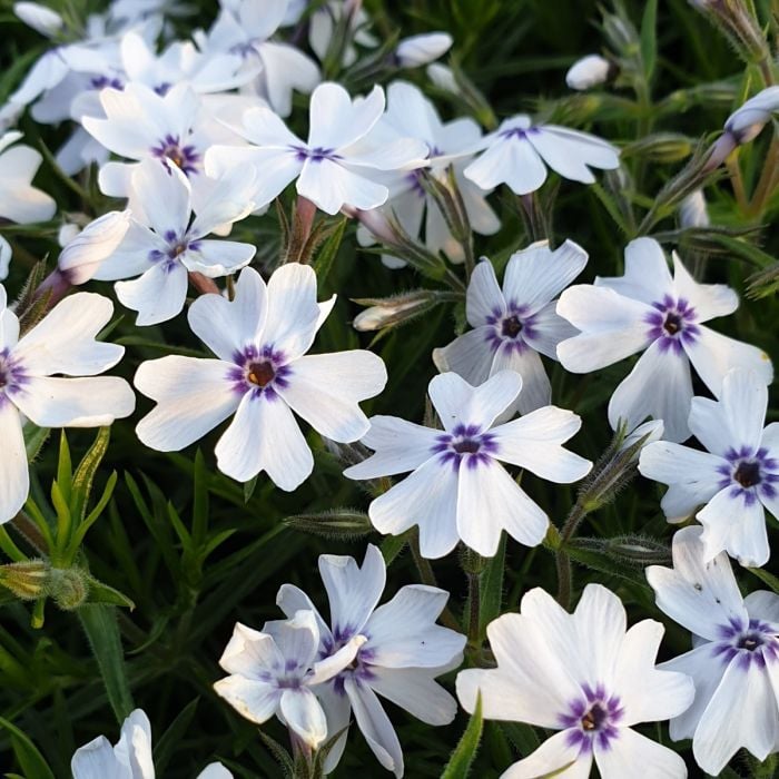 Polsterphlox\u0020\u0028Phlox\u0020subulata\u0029\u0020Bavaria