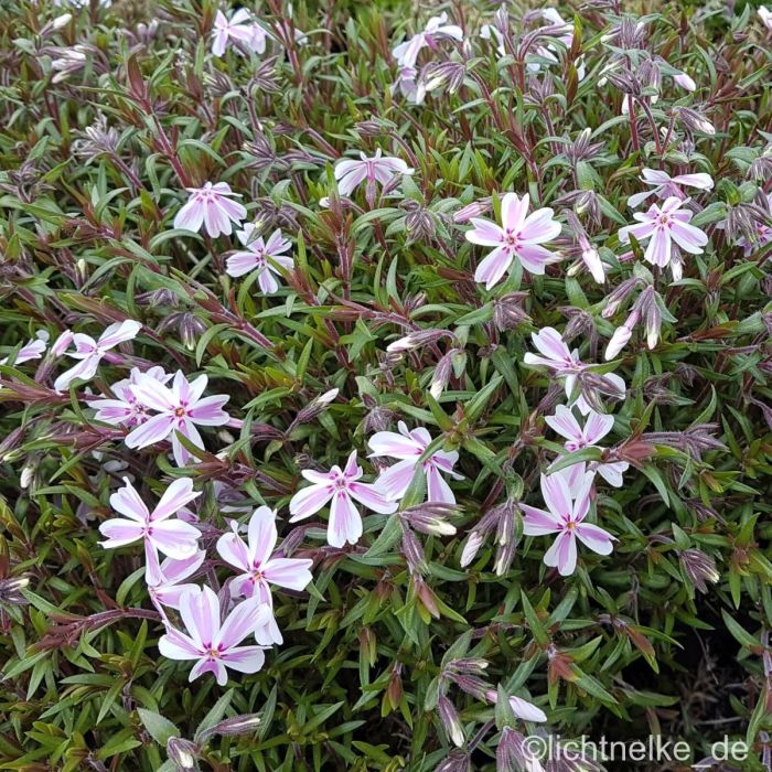 Polsterphlox\u0020\u0028Phlox\u0020subulata\u0020\u0029\u0020Candy\u0020Stripes