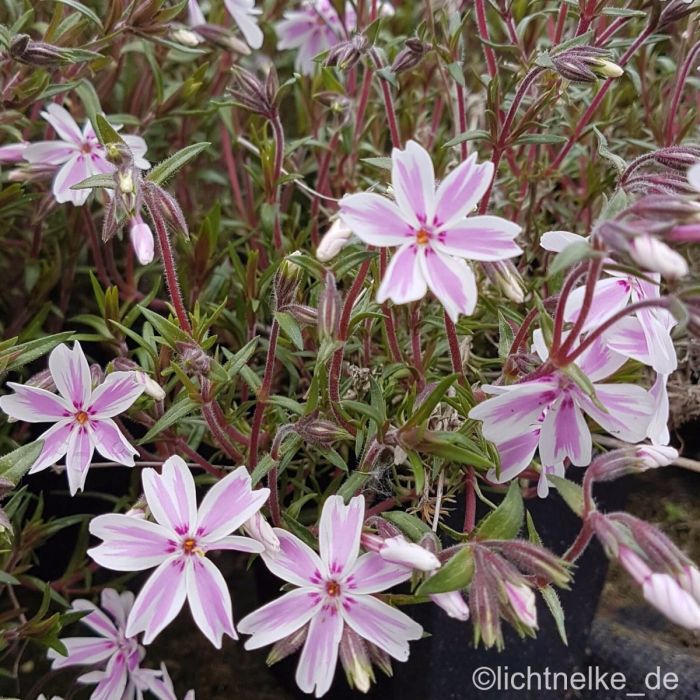 Polsterphlox\u0020\u0028Phlox\u0020subulata\u0020\u0029\u0020Candy\u0020Stripes