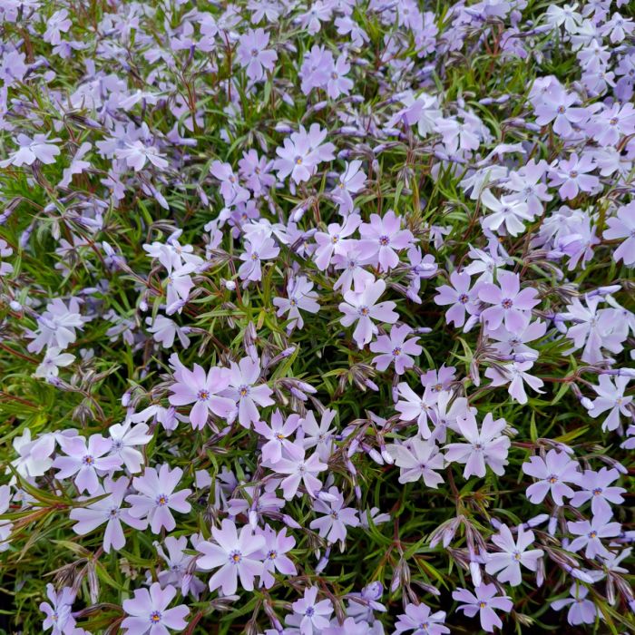 Polsterphlox\u0020\u0028Phlox\u0020subulata\u0020\u0029\u0020Emerald\u0020Cushion\u0020Blue