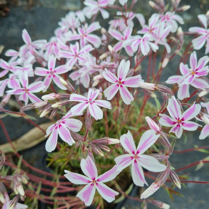 Polsterphlox\u0020\u0028Phlox\u0020subulata\u0029\u0020Kimono\u0020Pink\u002DWhite