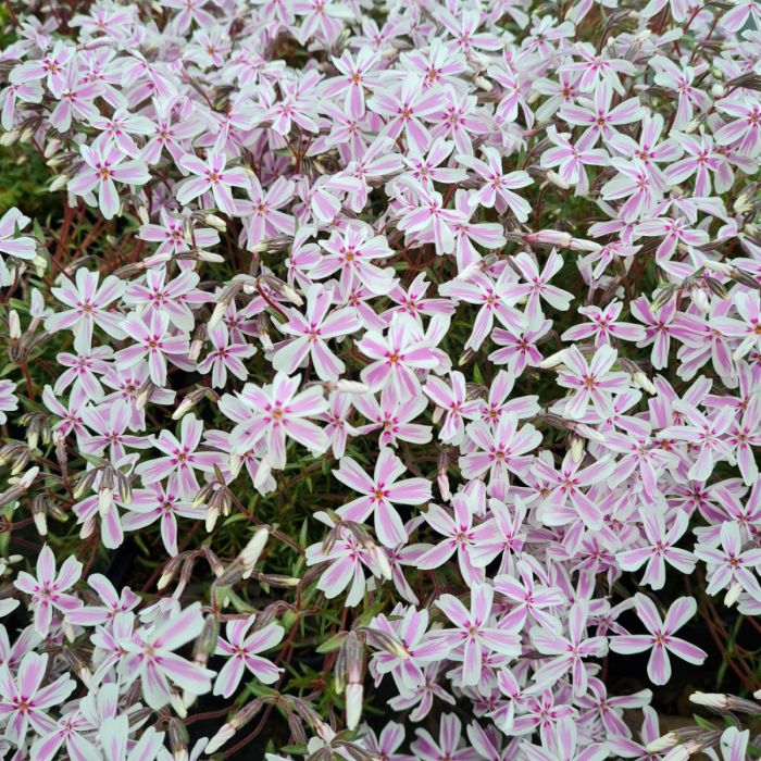 Polsterphlox\u0020\u0028Phlox\u0020subulata\u0029\u0020Kimono\u0020Pink\u002DWhite