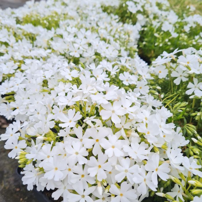 Polsterphlox\u0020\u0028Phlox\u0020subulata\u0029\u0020White\u0020Delight