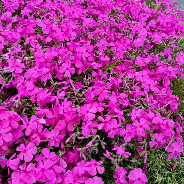 Polsterphlox\u0020\u0028Phlox\u0020subulata\u0029\u0020McDaniels\u0020Cushion