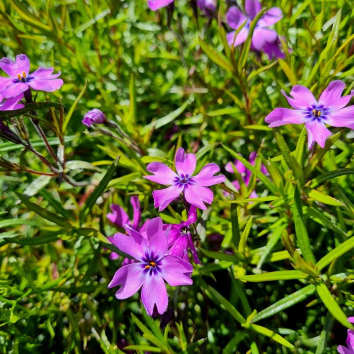 Polsterphlox\u0020\u0028Phlox\u0020subulata\u0029\u0020Purple\u0020Beauty