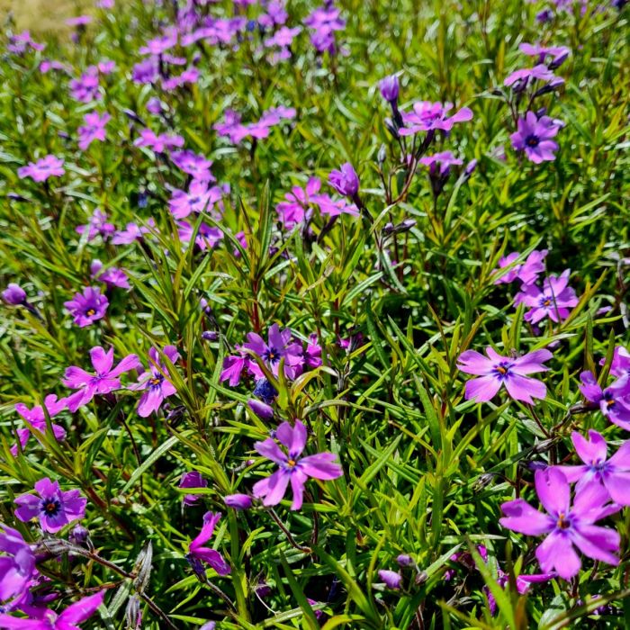 Polsterphlox\u0020\u0028Phlox\u0020subulata\u0029\u0020Purple\u0020Beauty