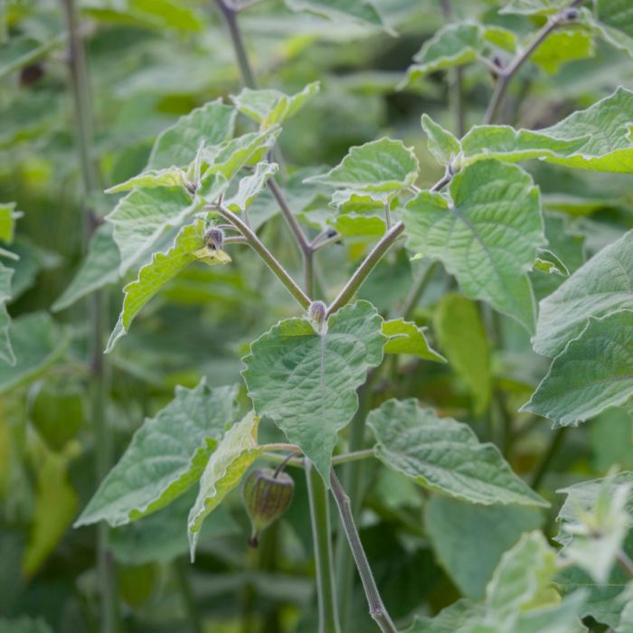 Kapstachelbeere\u0020\u0028Physalis\u0020peruviana\u0029\u0020Little\u0020Lanterns