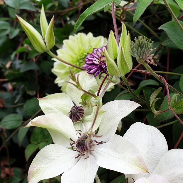 Waldrebe\u0020\u0028Clematis\u0020florida\u0029\u0020Pistachio\u2122\u0020Garland\u00AE\u0020Evirida