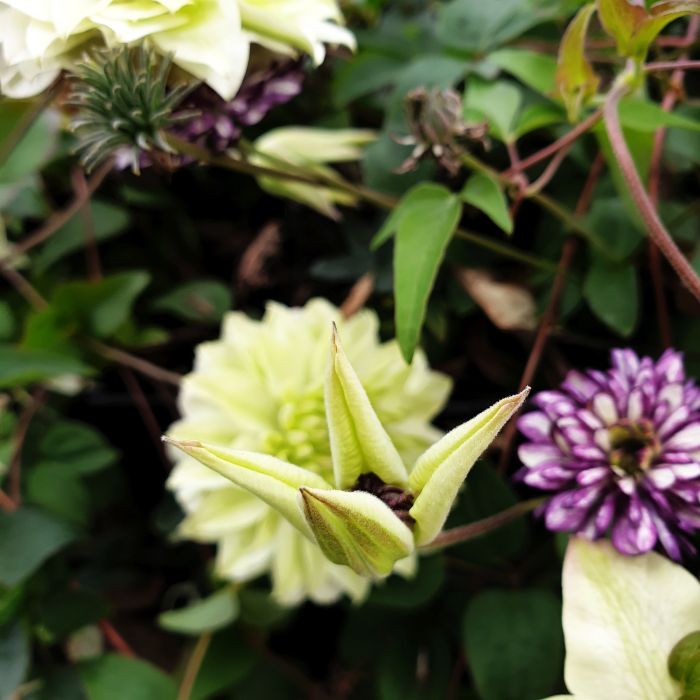 Waldrebe\u0020\u0028Clematis\u0020florida\u0029\u0020Pistachio\u2122\u0020Garland\u00AE\u0020Evirida