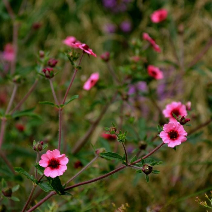 Nepal\u002DFingerkraut\u0020\u0028Potentilla\u0020nepalensis\u00A0\u0029\u0020Ron\u0020McBeath