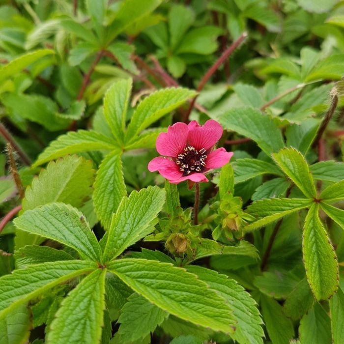 Nepal\u002DFingerkraut\u0020\u0028Potentilla\u0020nepalensis\u00A0\u0029\u0020Ron\u0020McBeath