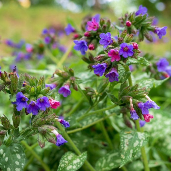 Langblättriges Lungenkraut (Pulmonaria longifolia) Diana Clare