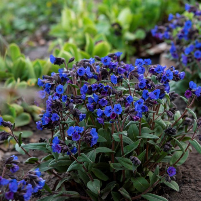 Lungenkraut\u0020\u0028Pulmonaria\u0020angustifolia\u0029\u0020Blue\u0020Ensign