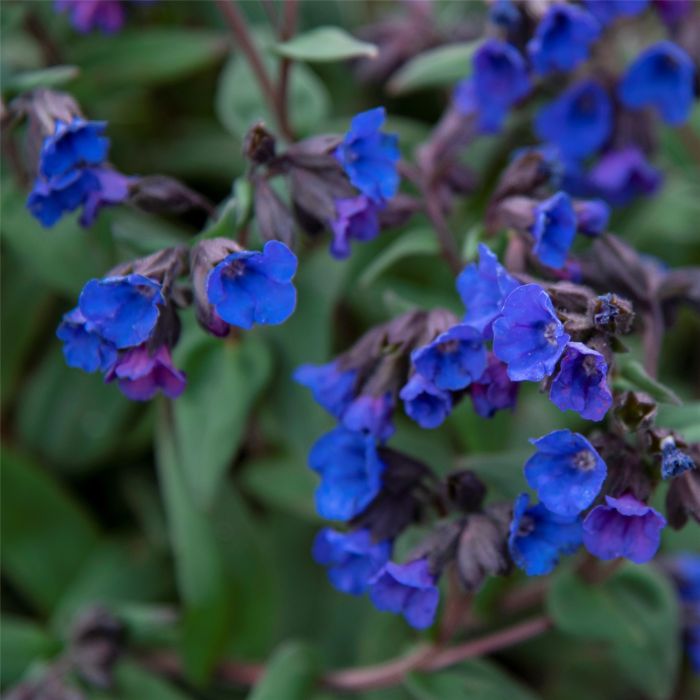 Lungenkraut\u0020\u0028Pulmonaria\u0020angustifolia\u0029\u0020Blue\u0020Ensign