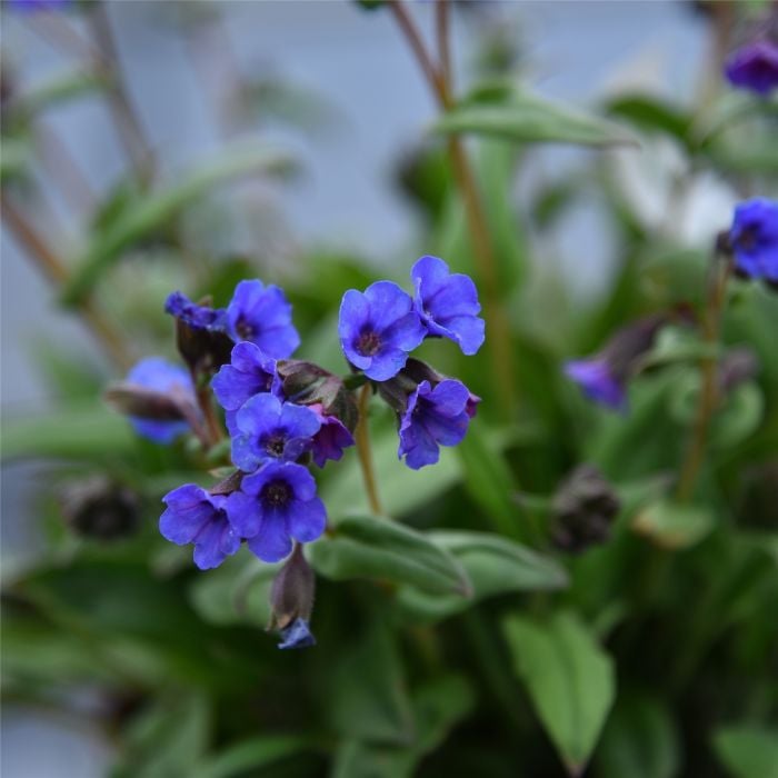 Lungenkraut\u0020\u0028Pulmonaria\u0020angustifolia\u0029\u0020Blue\u0020Ensign