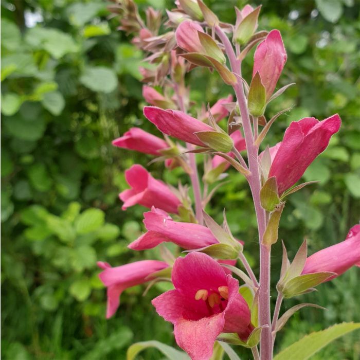 Fingerhut\u0020\u0028Digitalis\u0020purpurea\u0020x\u0020isoplexis\u0020canariensis\u0029\u0020ILLUMINATION\u0020Raspberry