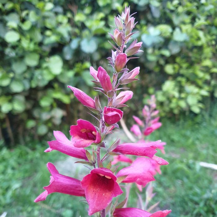 Fingerhut\u0020\u0028Digitalis\u0020purpurea\u0020x\u0020isoplexis\u0020canariensis\u0029\u0020ILLUMINATION\u0020Raspberry