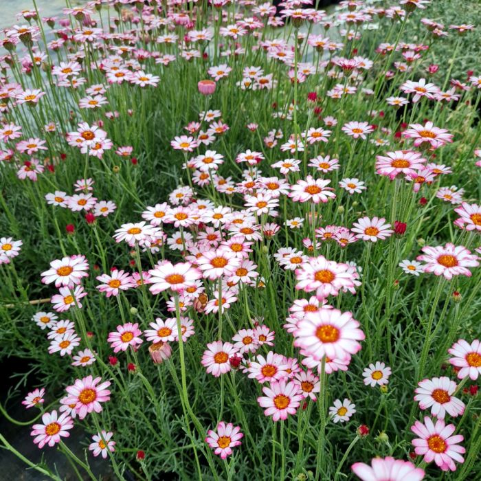 Marokkanische\u0020Margerite\u0020\u0028Rhodanthemum\u0020hybrida\u0029\u0020Marakesh