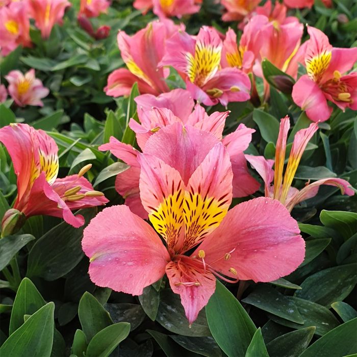 Inkalilie\u0020\u0028Alstroemeria\u0029\u0020LITTLE\u0020MISS\u0020Roselind