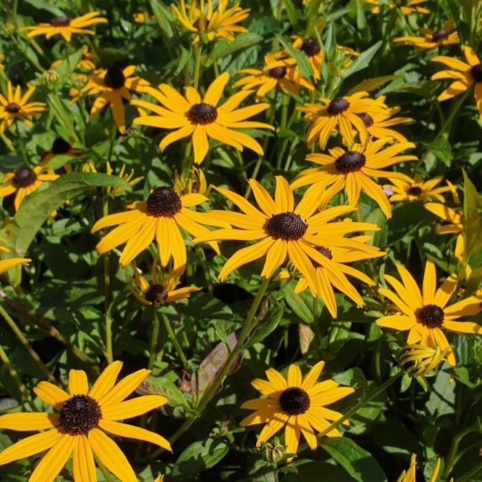 Gelber\u0020Sonnenhut\u0020\u0020\u0028Rudbeckia\u0020fulgida\u0020\u0029\u0020Goldsturm