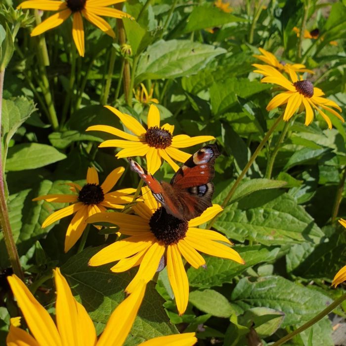 Gelber\u0020Sonnenhut\u0020\u0020\u0028Rudbeckia\u0020fulgida\u0020\u0029\u0020Goldsturm