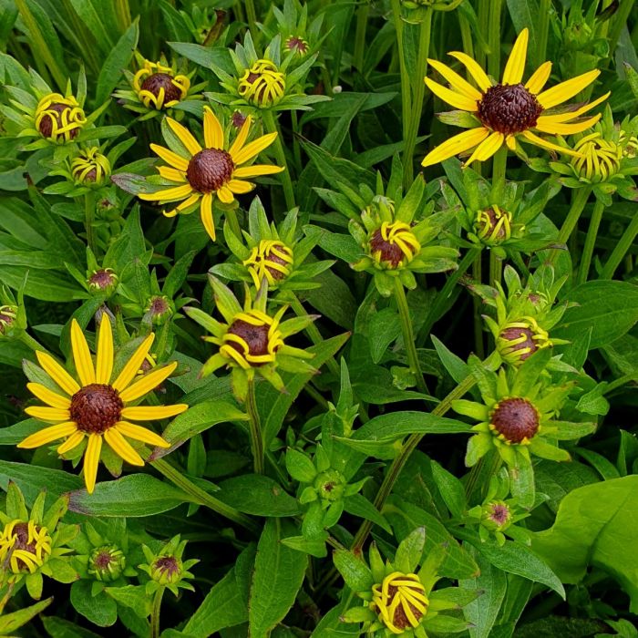 Sonnenhut\u0020\u0028Rudbeckia\u0020fulgida\u0029\u0020Little\u0020Goldstar