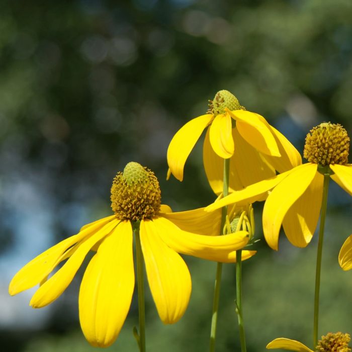 Fallschirm\u002DSonnenhut\u0020\u0028Rudbeckia\u0020nitida\u0029\u0020Herbstsonne