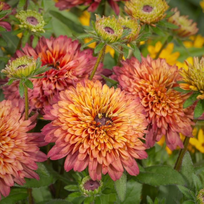 Rauher\u0020Sonnenhut\u0020\u0028Rudbeckia\u0029\u0020SUMMERINA\u0020Glow\u0020Sugar\u0020Shake